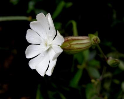 Silene alba